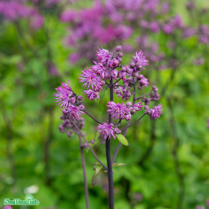 Thalictrum 'Black Stockings' A-kval
