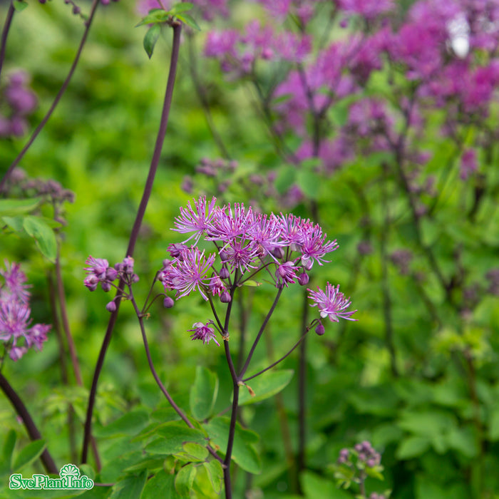Thalictrum 'Black Stockings' A-kval