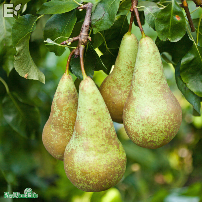 Pyrus communis 'Conference' Stam Kl So 12-14cm