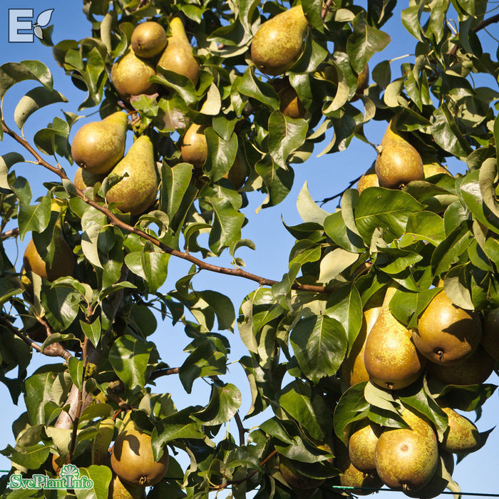 Pyrus communis 'Conference' Stam Kl So 12-14cm