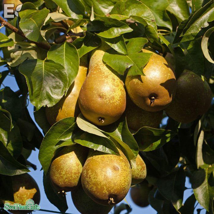 Pyrus communis 'Conference' Stam 2-års