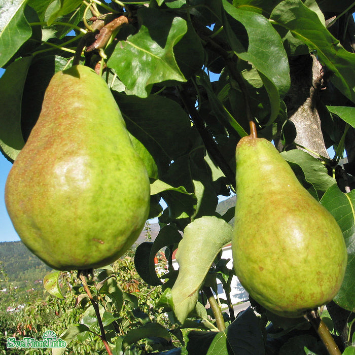 Pyrus communis 'Fritjof' E P.com Stam 2-års A-kval Co