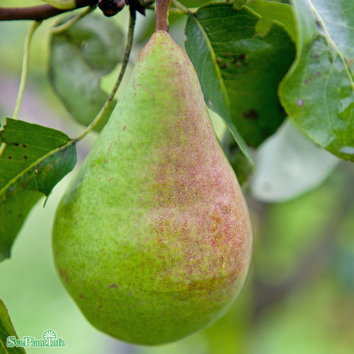 Pyrus communis 'Fritjof' E P.com Stam 2-års A-kval Co