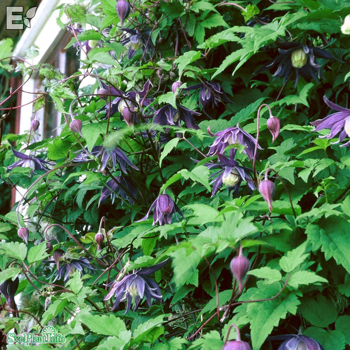 Clematis (Atr.) 'Georg' E A-kval C2
