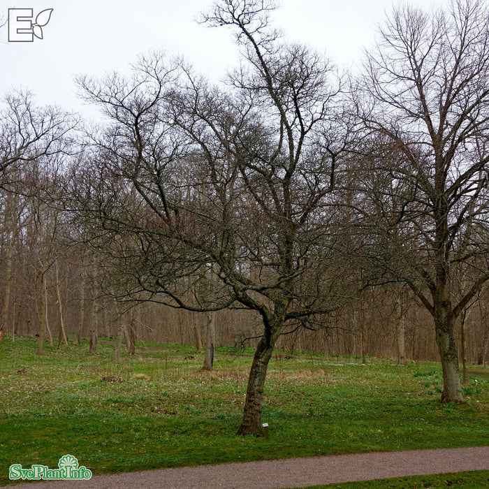 Acer ginnala C20 150-175cm