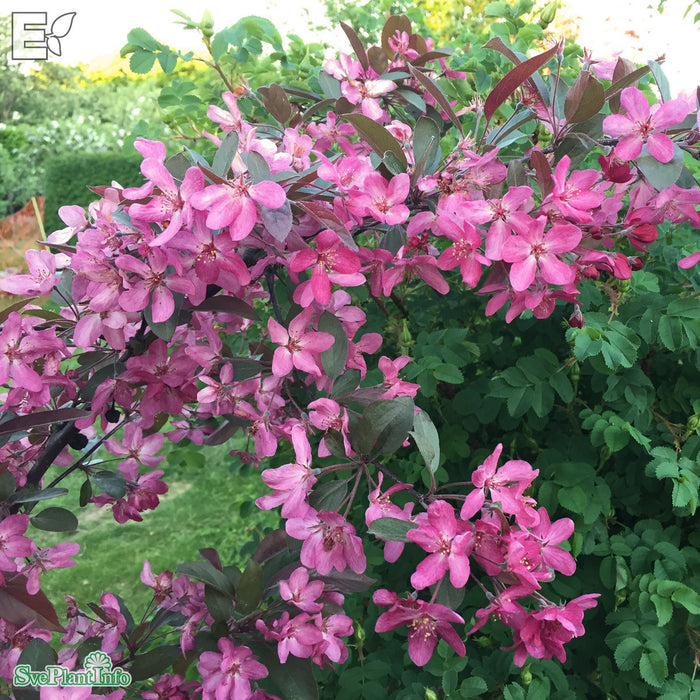 Malus (Purpurapel) 'Stenström' E Stam 90-110cm C10