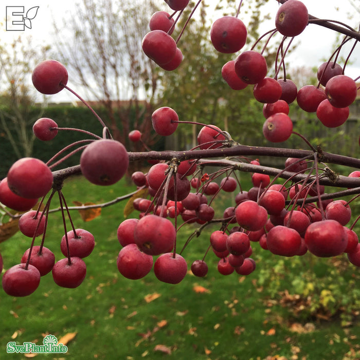 Malus (Purpurapel) 'Stenström' E Stam 90-110cm C10