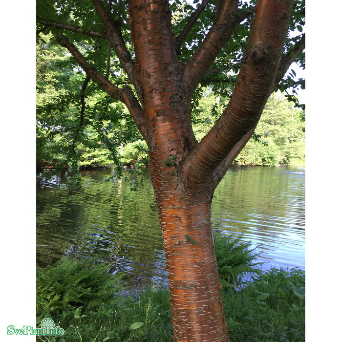 Prunus maackii 'Honey' E Ungträd 150-200cm C10