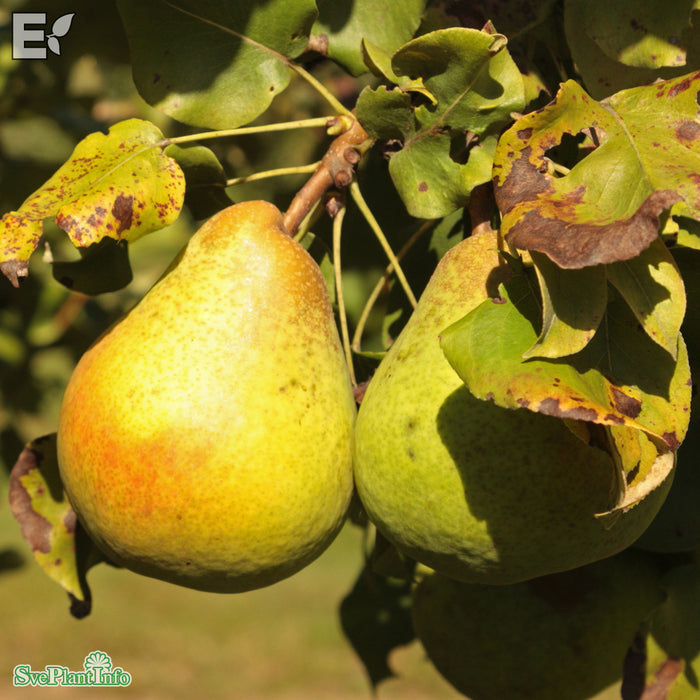 Pyrus communis 'Göteborgs Diamant' E Stam 2-års A-kval Co