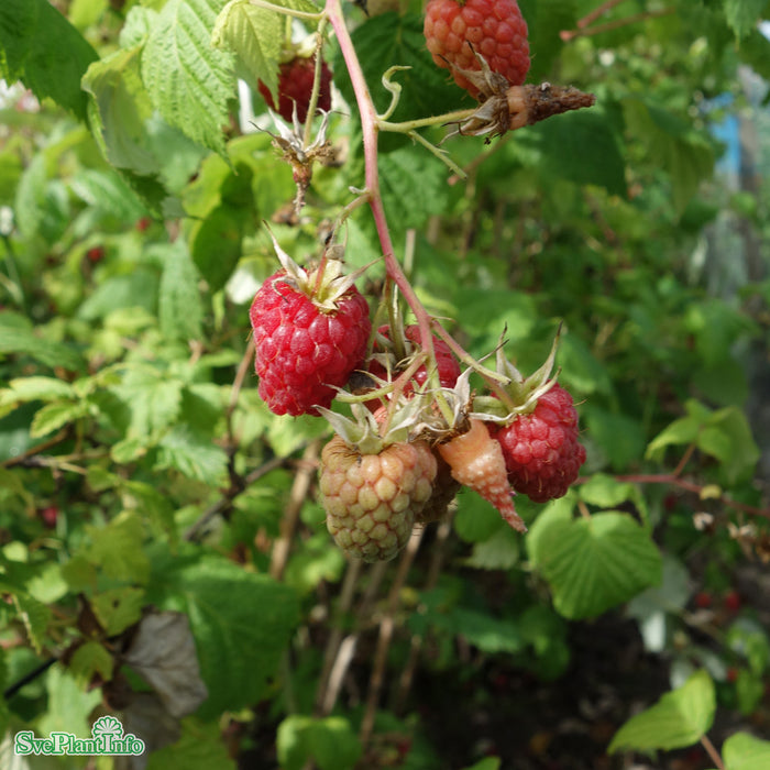 Rubus (Hallon) 'Glen Ample' A-kval C2