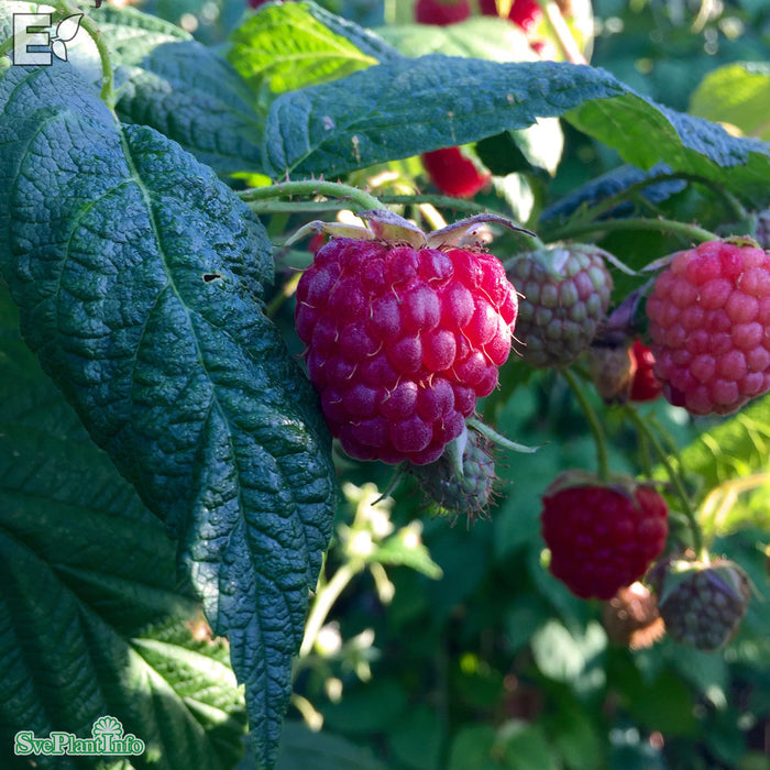 Rubus (Hallon) 'Preussen' E A-kval  C2