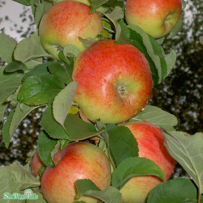 Malus domestica 'Fredrik' E A2 Ompl. 5-6 år K