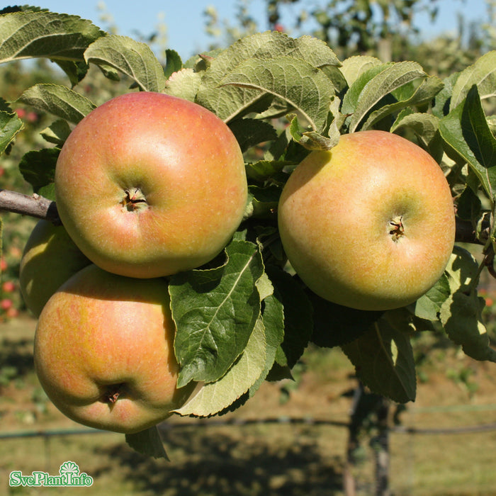 Malus domestica 'Fredrik' E A2 Ompl. 5-6 år K