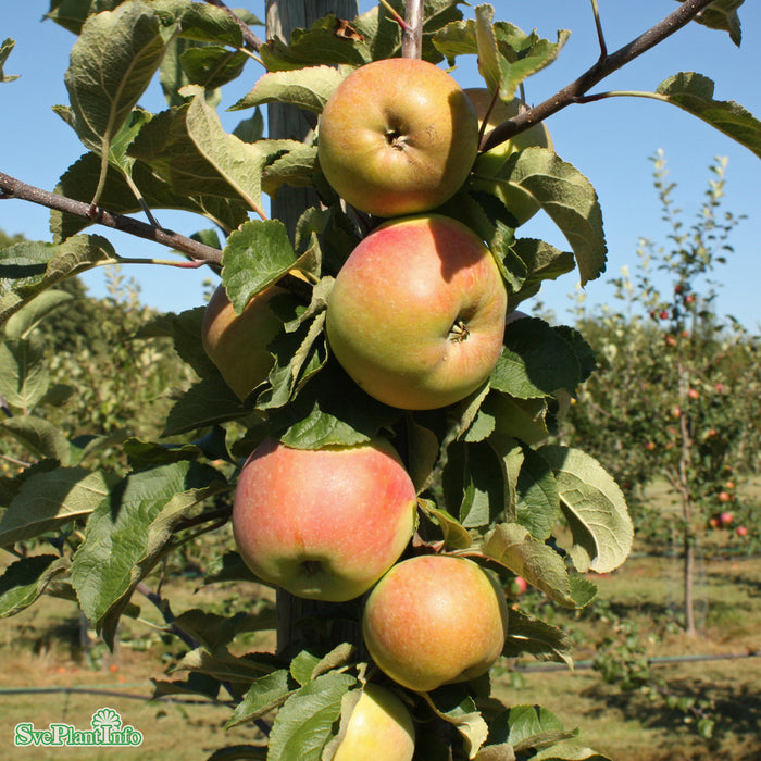 Malus domestica 'Fredrik' E A2 Ompl. 5-6 år K