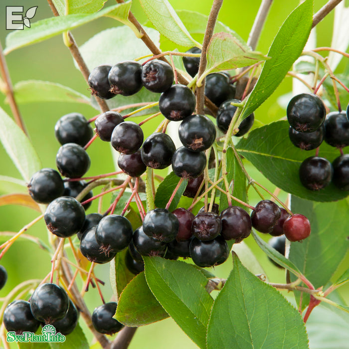 Aronia melanocarpa 'Hugin' E Busk C3,5
