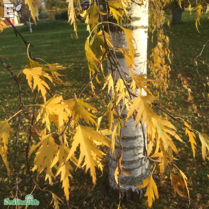 Betula pendula 'Dalecarlica' E Ungträd 150-175cm C10
