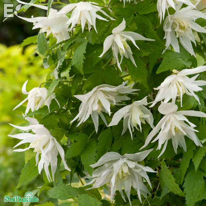Clematis 'Albina Plena' E A-kval C2
