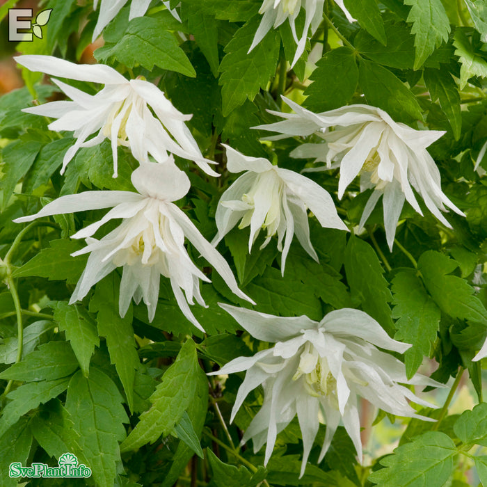 Clematis 'Albina Plena' E A-kval C2