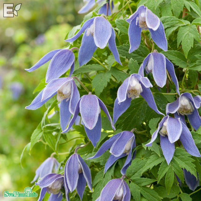 Clematis (Atr.) 'Blue Tapers' E A-Kval C2