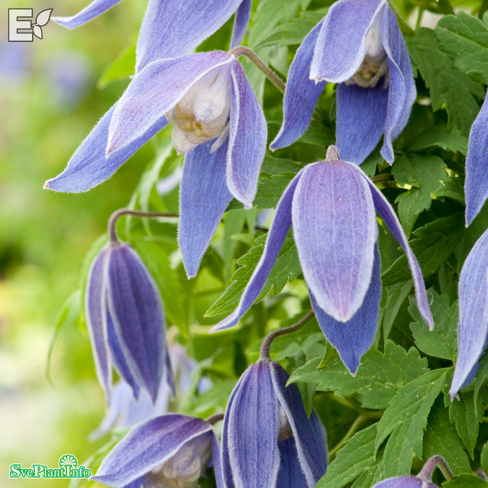 Clematis (Atr.) 'Blue Tapers' E A-Kval C2