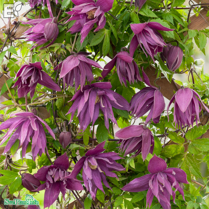 Clematis (Atr.) 'Kajsa' E A-kval C2