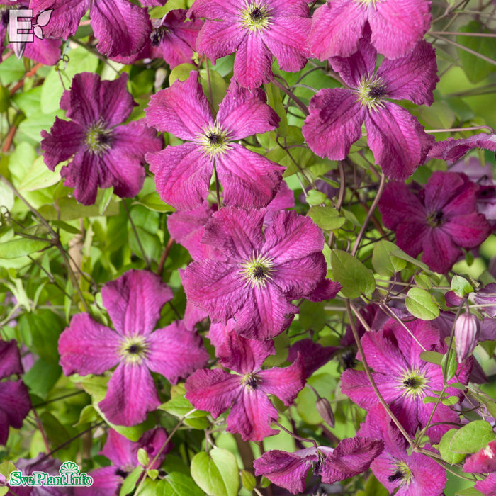 Clematis (Vitic.) 'Carmencita' E A-kval C2