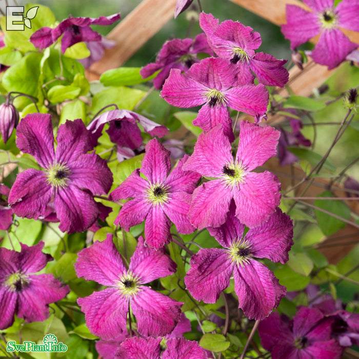 Clematis (Vitic.) 'Carmencita' E A-kval C2