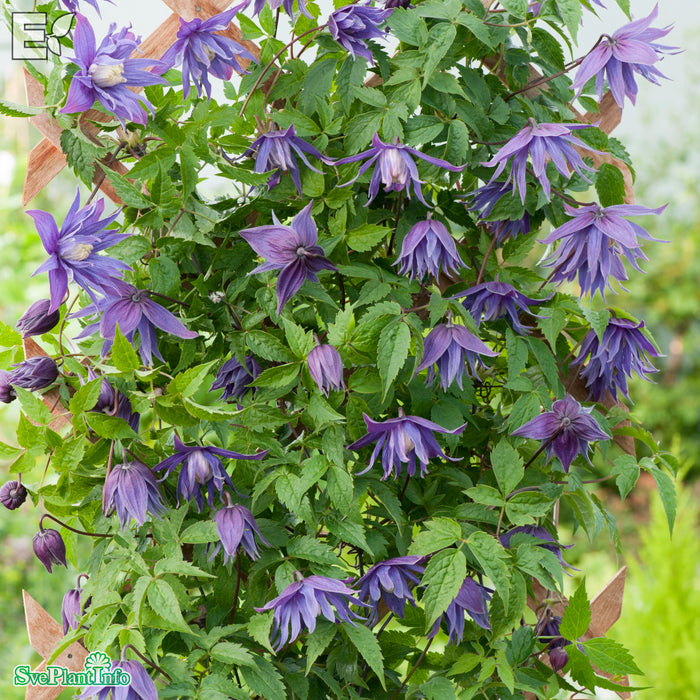 Clematis (Atr.) 'Clochette Pride' E A-kval C2