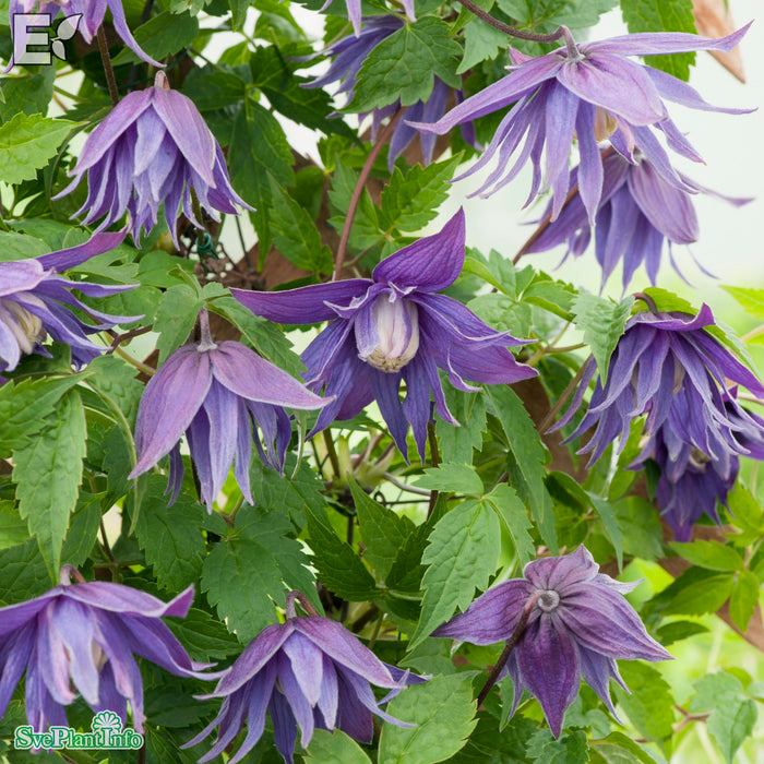 Clematis (Atr.) 'Clochette Pride' E A-kval C2