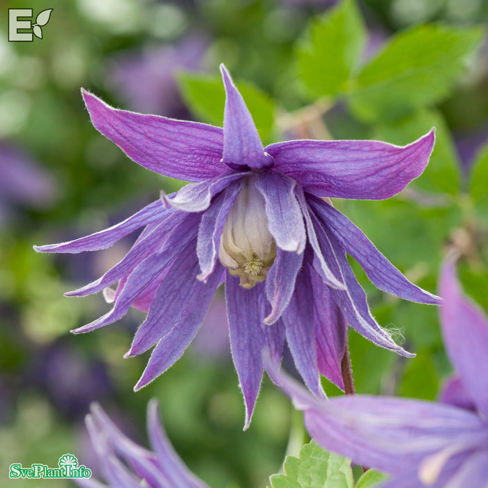 Clematis (Atr.) 'Clochette Pride' E A-kval C2