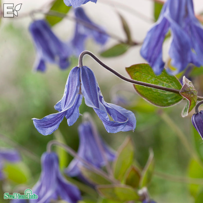 Clematis (Int.) 'Hedda' E A-kval C2