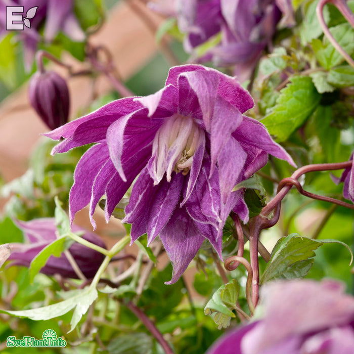 Clematis (Atr.) 'Kajsa' E A-kval C2