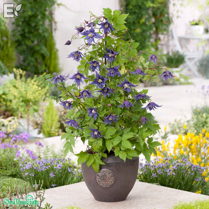 Clematis (Atr.) 'Tindra' E A-Kval C2