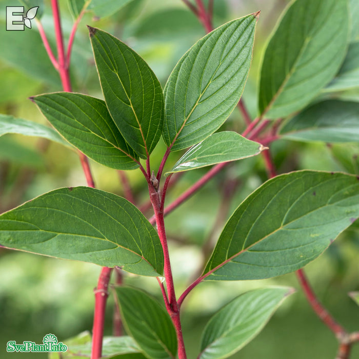 Cornus sericea 'Farba' E Busk C10