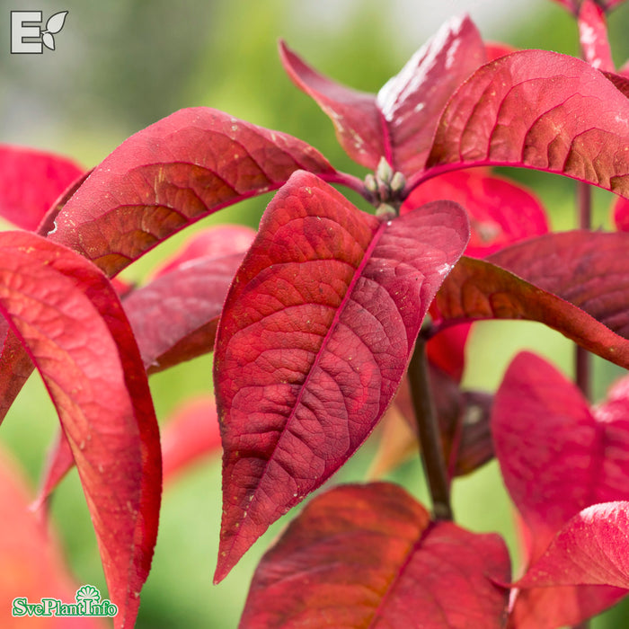 Euonymus europaeus 'Evert' E Busk C2