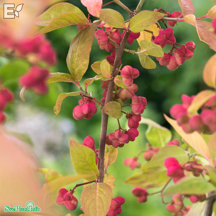 Euonymus europaeus 'Evert' E Busk C2