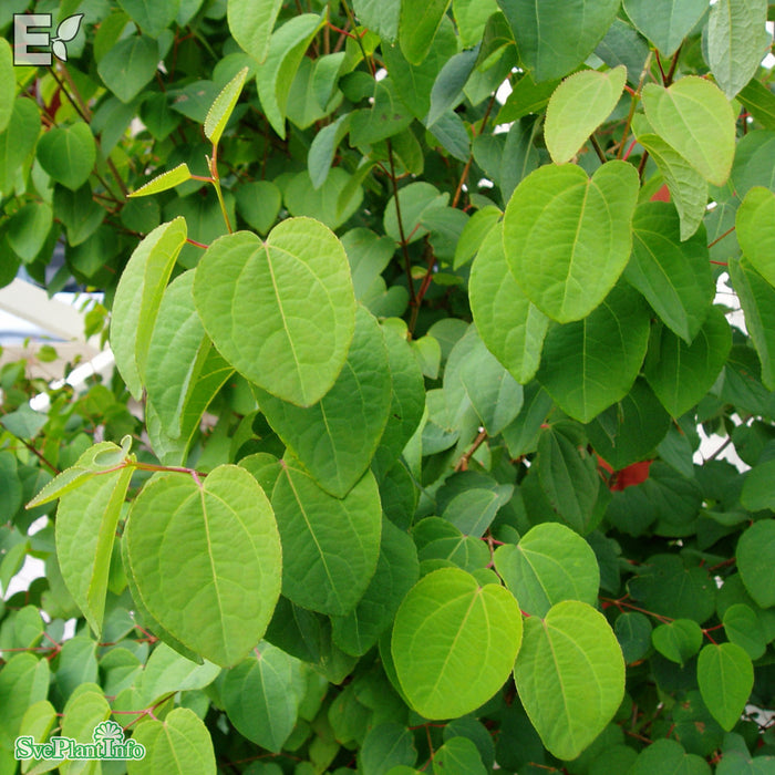 Cercidiphyllum japonicum fk Göteborg E Sol 150-175 C30