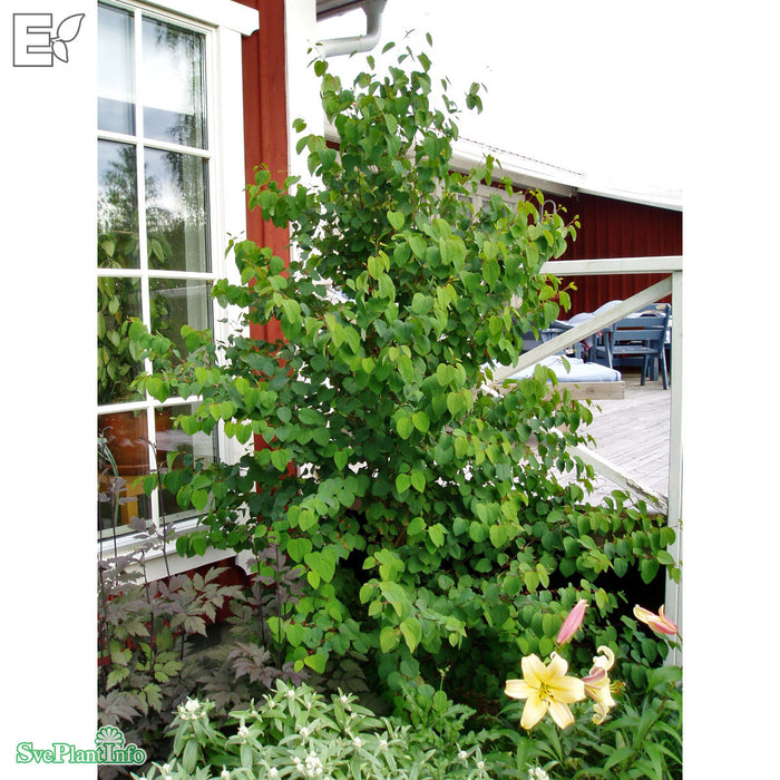 Cercidiphyllum japonicum fk Göteborg E Sol 150-175 C30