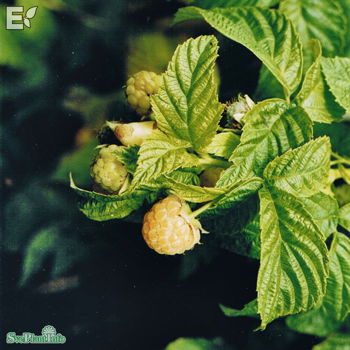 Rubus (Trädgårdshallon) 'Golden Queen' E A-kval C2
