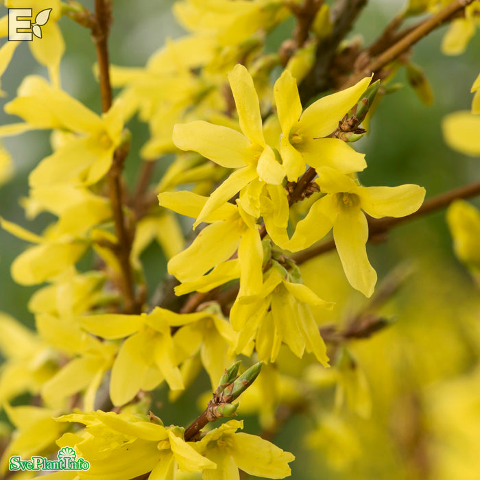 Forsythia x intermedia 'Week-End' C12 100-125cm