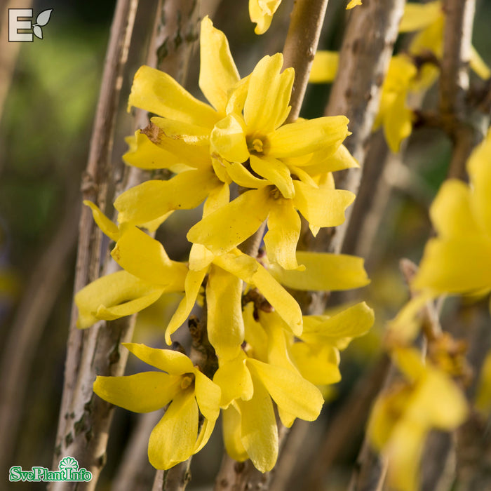 Forsythia mandshurica E Halvsolitär C15