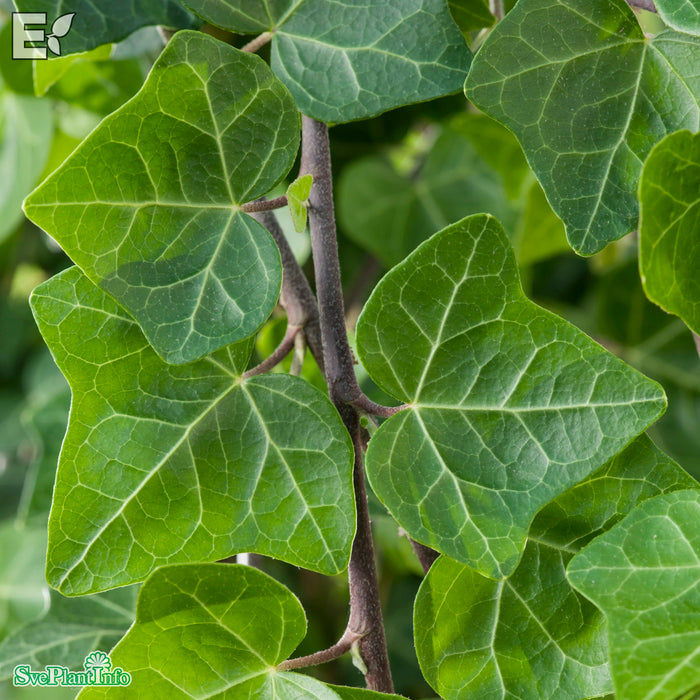 Hedera helix HYMN E A-kval C2