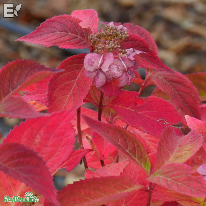 Hydrangea serrata Lamona E Busk C5