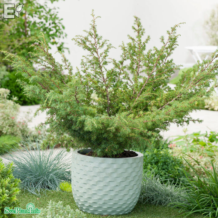 Juniperus communis FARVILL E 50-60cm C7,5