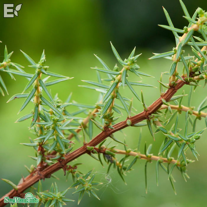 Juniperus communis FARVILL E 50-60cm C7,5