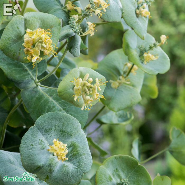 Lonicera reticulata 'Silver' E A-kval C2