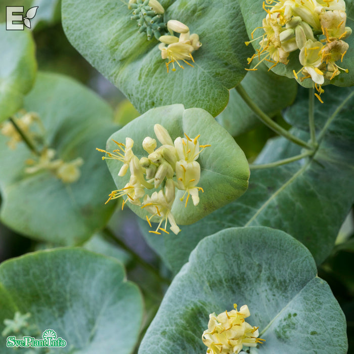 Lonicera reticulata 'Silver' E A-kval C2