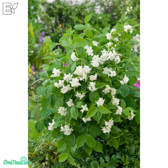 Philadelphus coronarius 'Finn' E Busk C3,5