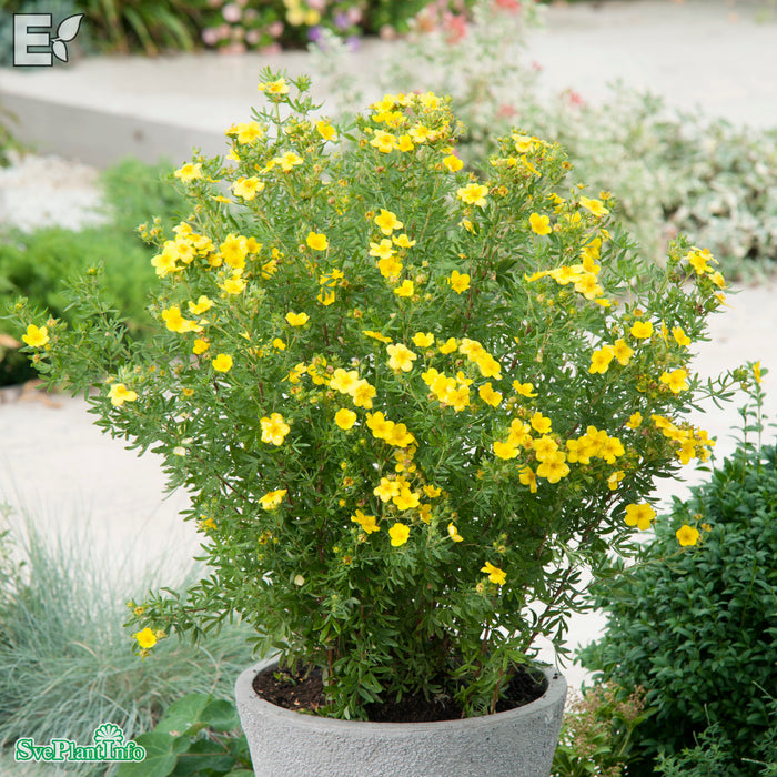 Dasiphora (Fruticosa) 'Fridhem' E C3,5