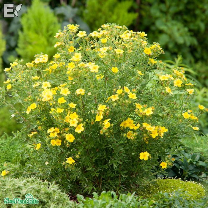 Dasiphora (Fruticosa) 'Fridhem' E C3,5